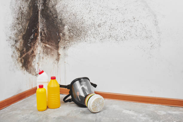 Best Same-Day Mold Removal  in Thomasville, NC