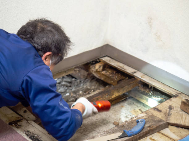 Best Toxic Mold Removal  in Thomasville, NC