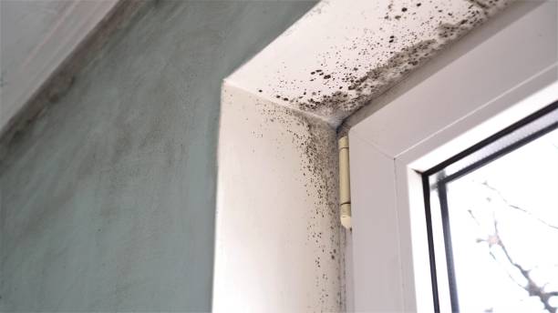 Office Mold Removal Services in Thomasville, NC