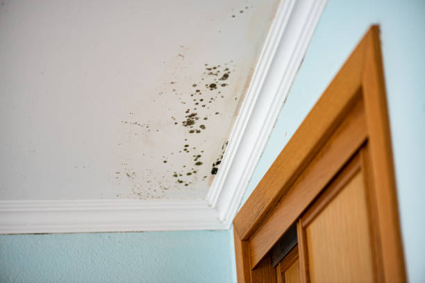 Certified Mold Removal in Thomasville, NC