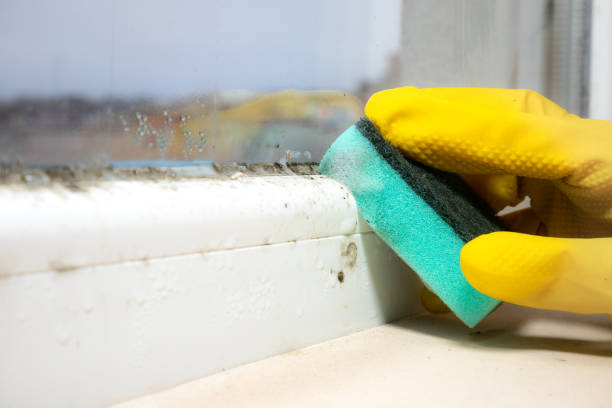Best Mold Damage Repair  in Thomasville, NC
