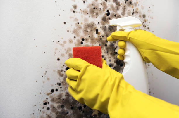 Attic Mold Removal in Thomasville, NC