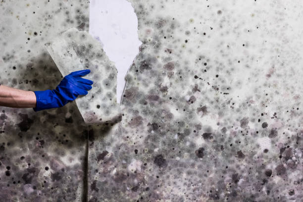 Best Mold Testing  in Thomasville, NC