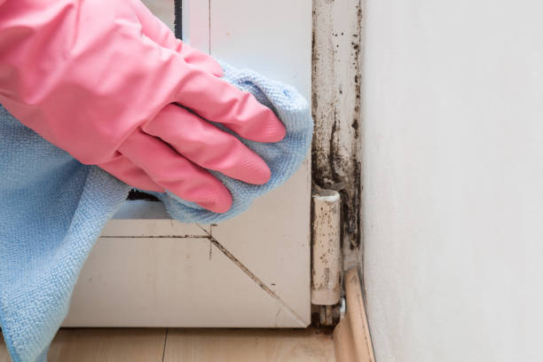 Best Mold Remediation  in Thomasville, NC